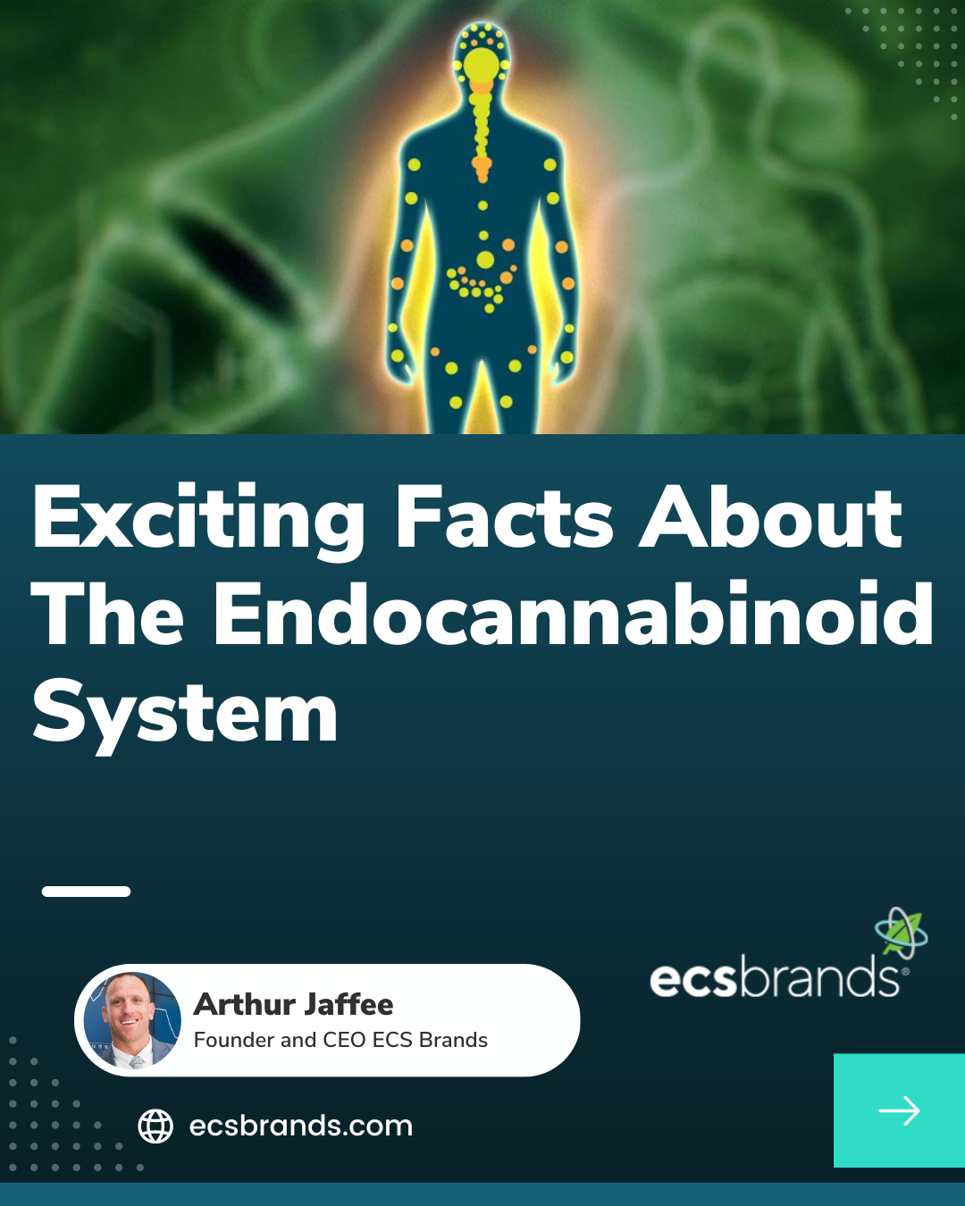Exciting Facts About The Endocannabinoid System